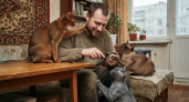 Кошки с собачьей преданностью: 3 породы, которые сильно привязываются к хозяевам — одиночество терпеть не могут
