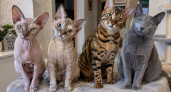 Кошка есть, а шерстяных сугробов нет: 4 породы, которые подойдут тем, кто помешан на порядке