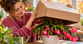 Декабристу в октябре устраиваю «тёмную терапию»: одна хитрость — и к зиме веточки покрываются роскошными бутонами