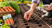 Морковь сажаю по голландской схеме: делаю хитрые лунки вместо обычных борозд — корнеплоды растут аккуратными рядами