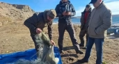 Из водохранилища Иркутской области выловили 5,5 километра бесхозных сетей