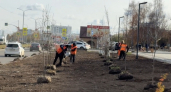 В Усолье-Сибирском на Комсомольском проспекте высадили 300 молодых деревьев