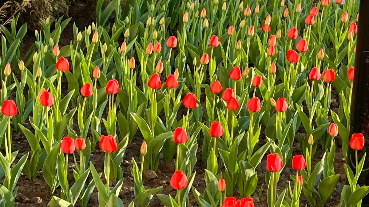 В Иркутской области к 8 Марта вырастили рекордные 1,2 миллиона тюльпанов