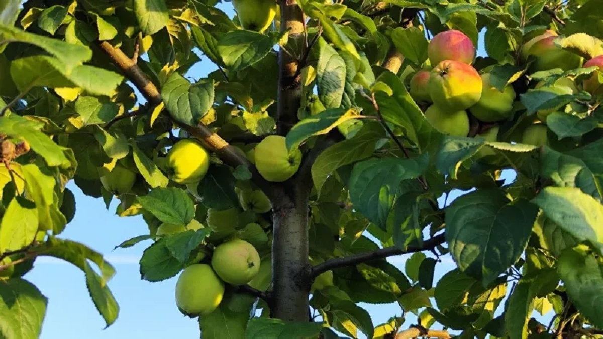 400 г в ведро — и яблоня под надежной защитой: тля начнет облетать плодовое дерево стороной