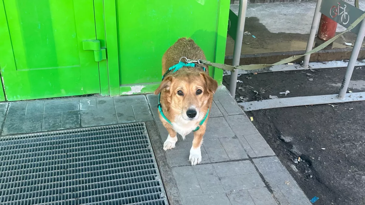 В Иркутской области служебная собака помогла полиции найти похитителя камеры видеонаблюдения