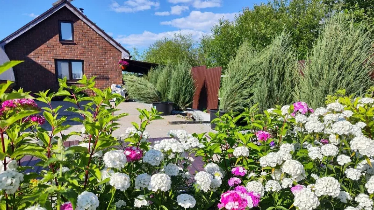 Хватит мучиться с капризулями-розами: 3 шикарных многолетника — не менее эффектные и без хлопот