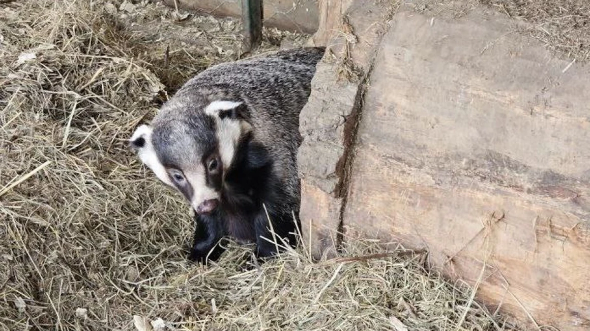 В Иркутской области барсук из зоосада проснулся после зимней спячки