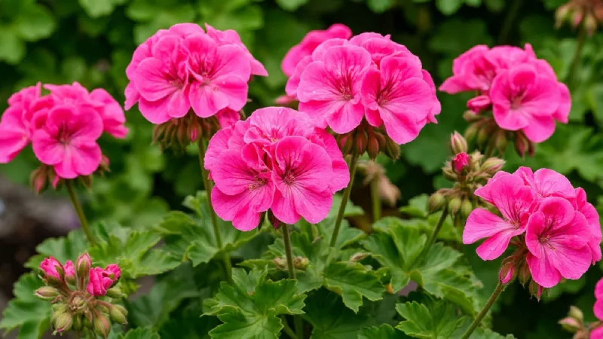 Всего одну крошку в горшок — и бутоны герани лезут даже на молодых черенках, а листья остаются зелеными