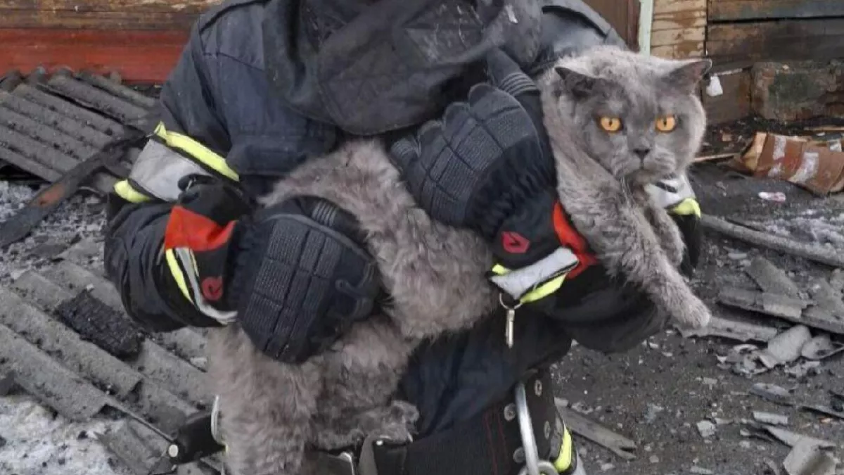 В Иркутской области огнеборцы вынесли из пылающего дома двух котов