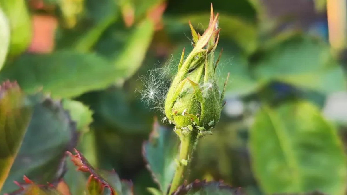 Всего 5 капель — тля и муравьи сбегут с роз со всех ног: цветник в безопасности