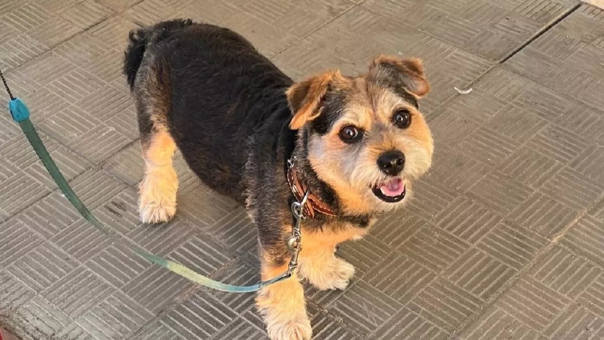 8 вещей, которые обожают собаки, и простят вам за них все обиды