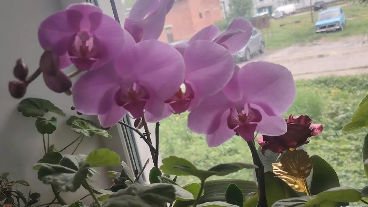 Лысые палки орхидеи взорвутся россыпью цветов: спасаем 1 ложкой, «тесным домом» и правильным поливом — море бутонов обеспечены