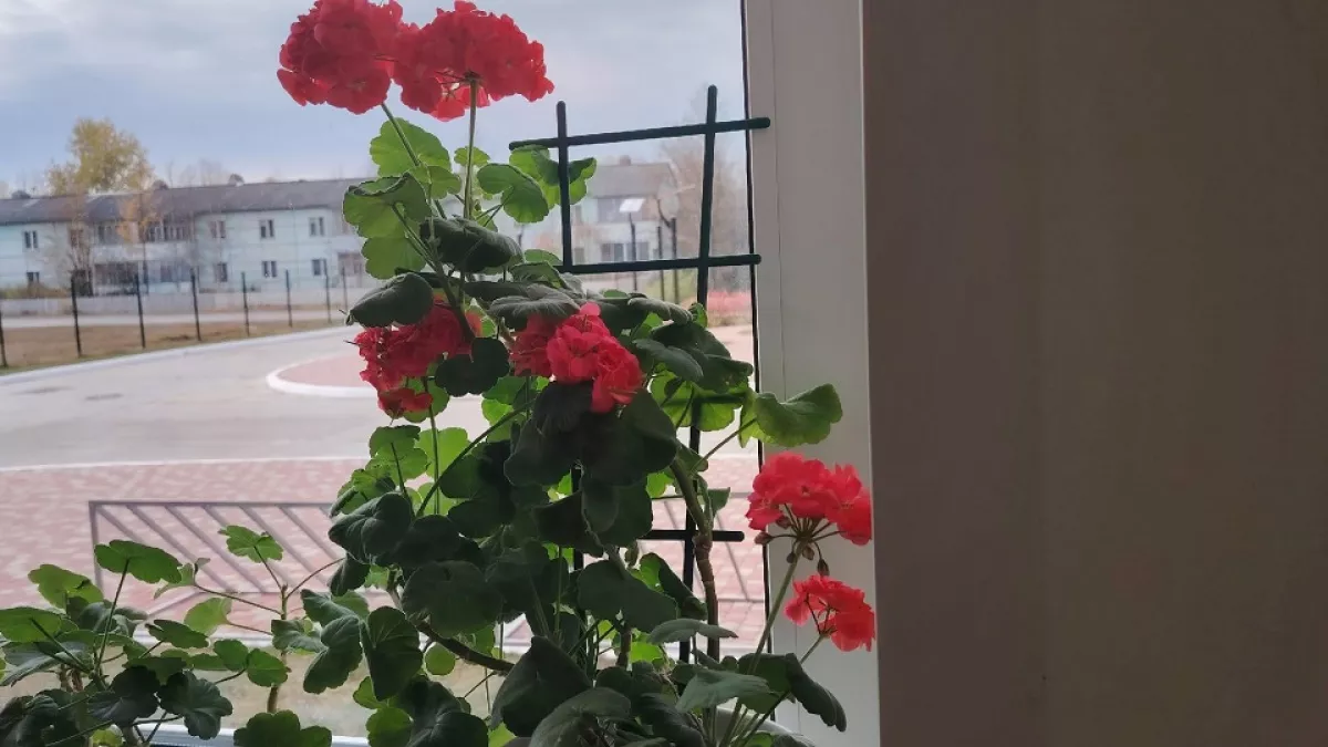 Герани в марте — обязательно: 1 ложка под корень и пышное цветение до самой осени