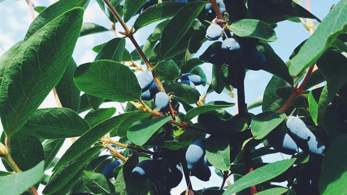 Вырезаю жимолость под ноль в марте: не варварский способ, а повышение урожая в 3 раза