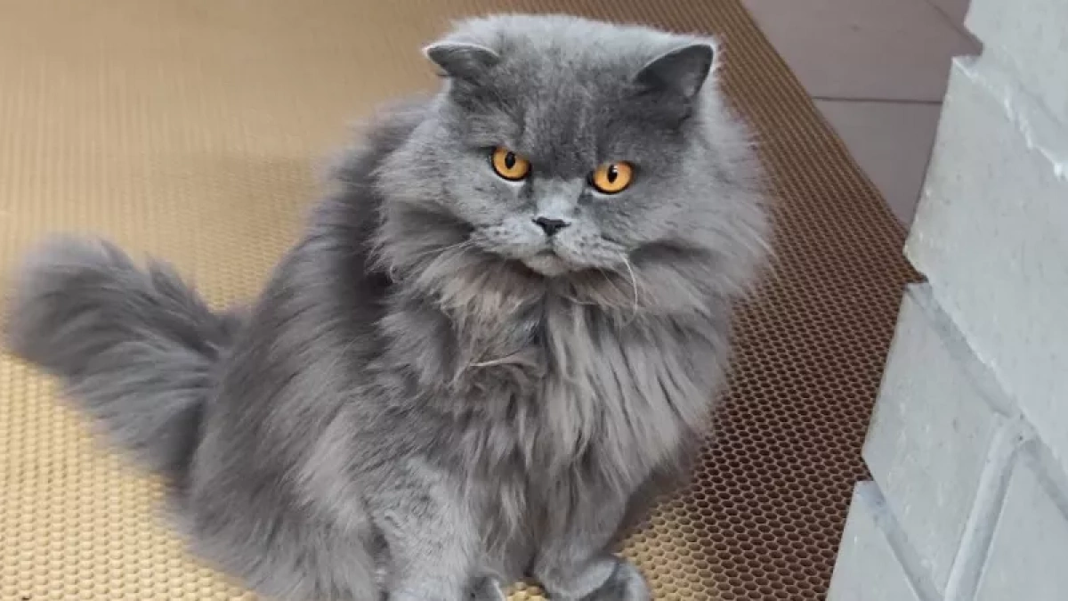 Быстро отучила своих кошек драть диван: до сих пор не нарадуюсь - нужна только одна копеечная вещь