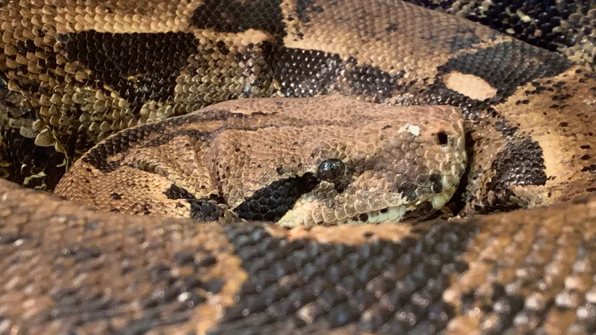 В Иркутской области выставили на продажу королевского питона с оборудованным террариумом