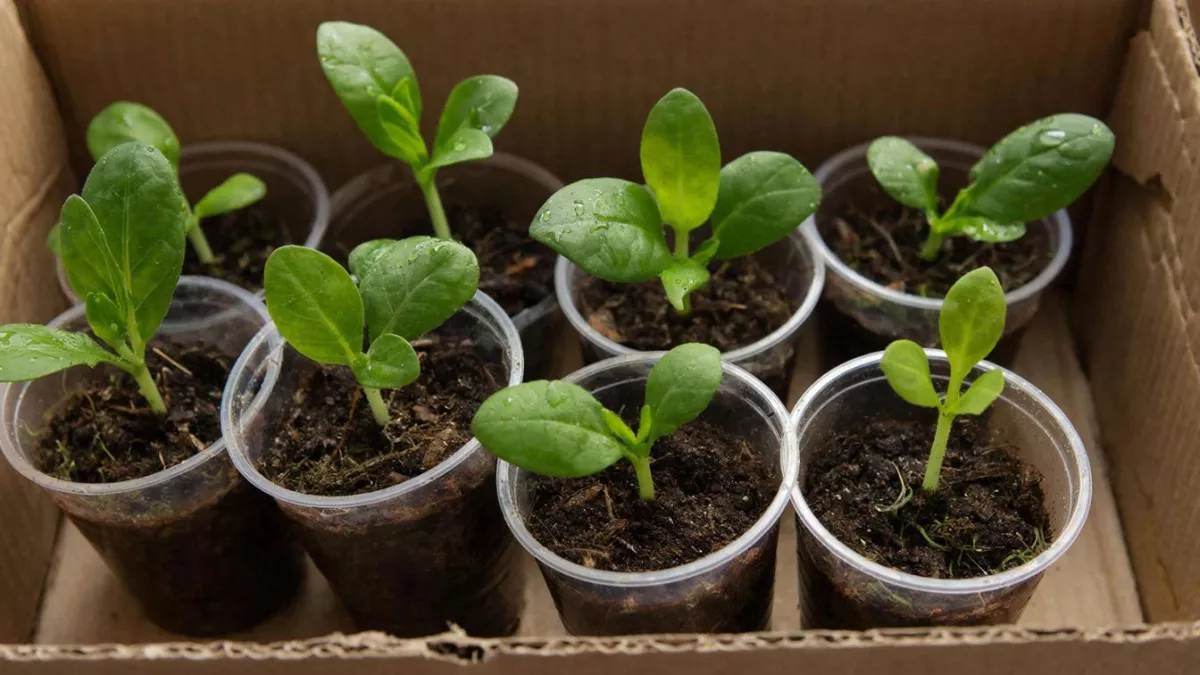 Секрет бабушек из СССР: для чего сеять помидоры в пеленки из полиэтилена