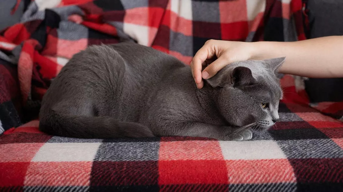 Пять вещей, которые человек воспринимает как обычную мелочь, а кот — как личную обиду