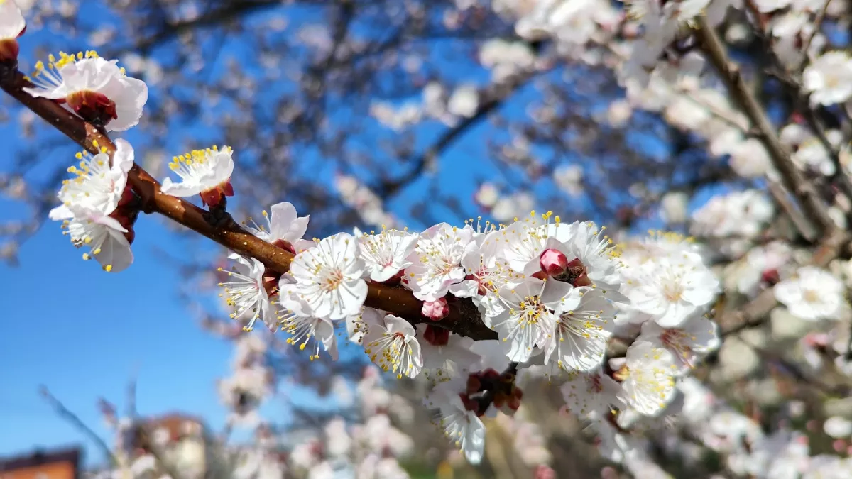 Полезные приметы для садоводов на март: что обещает урожай и каким будет лето - советы из народа
