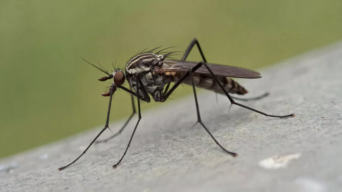 Пахнет как в раю, а комары боятся: избавляемся от комаров и мух без сеток, химии и липких лент