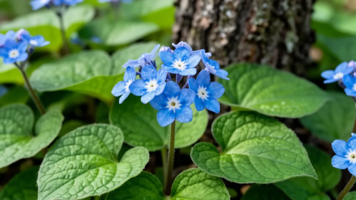 Цветет с мая по октябрь — этот многолетник затмит розу и петунии: соцветия небесно-голубого цвета