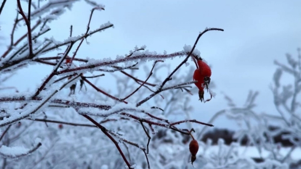 Полный откат к зиме: Гидрометцентр изменил прогноз на вторую половину марта — нас ждет возвращение холодов