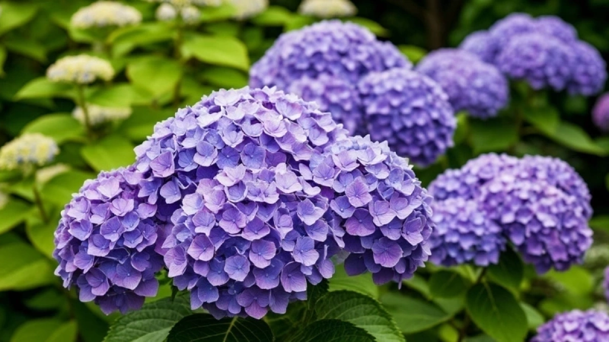 Для огромных шапок гортензии — обязательно: кинула "мусор" под куст — не болеет и пестрит до октября