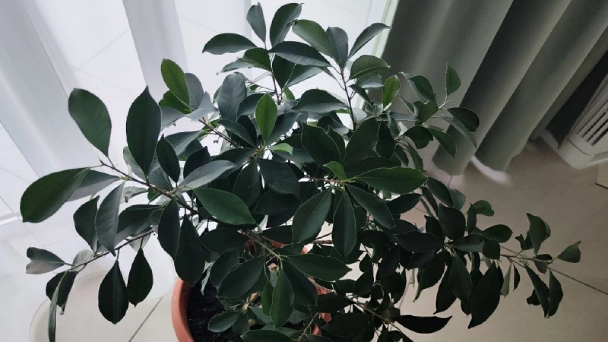По 3 капли на раствор: фикус зазеленеет и выпустит новые "стрелы" — поливаем так в марте