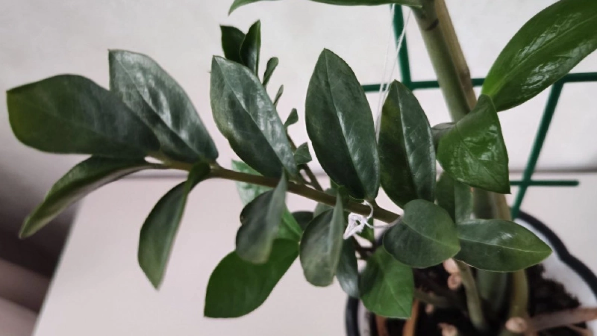 Раз в месяц протирайте замиокулькас продуктом с кухни: цветок порадует новыми листьями – а деньги потекут рекой