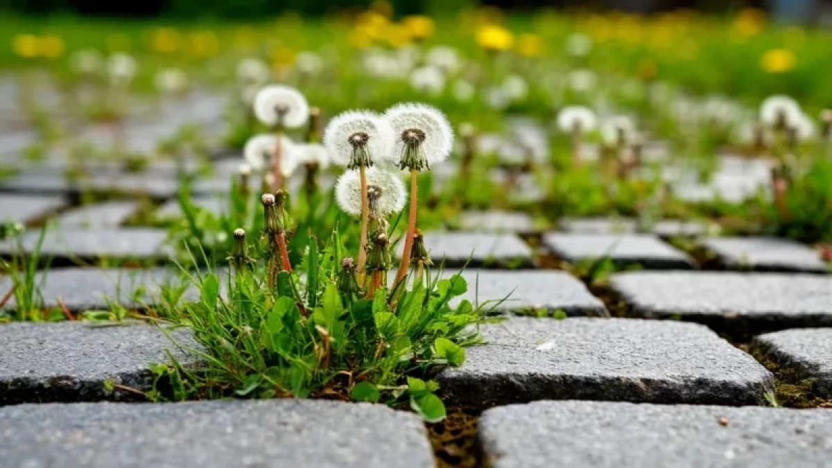 Почему в США нет сорняков на дорожках из плитки: мы боремся, а они решают проблему уже на ранней стадии
