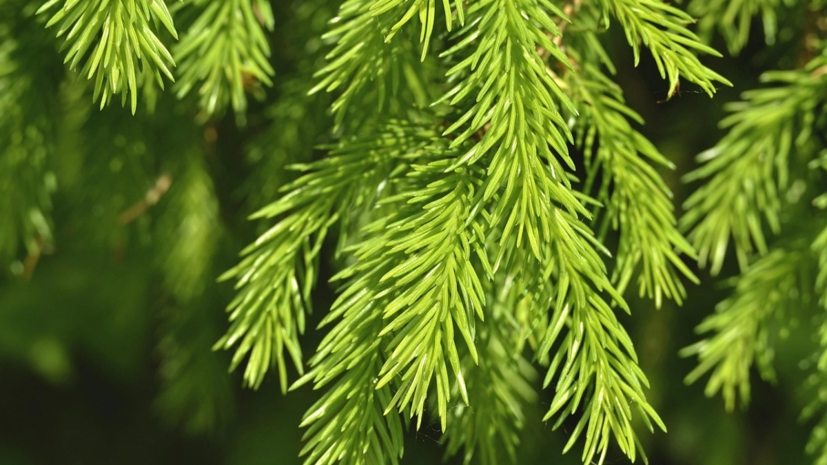 В Иркутской области за год восстановили лес на площади более 130 тысяч гектаров