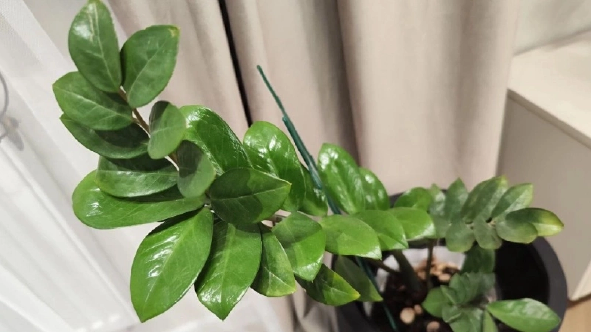 1 г на 5 л – и "долларовое дерево" будет радовать новым листом каждую неделю: мартовский лайфхак для замиокулькаса