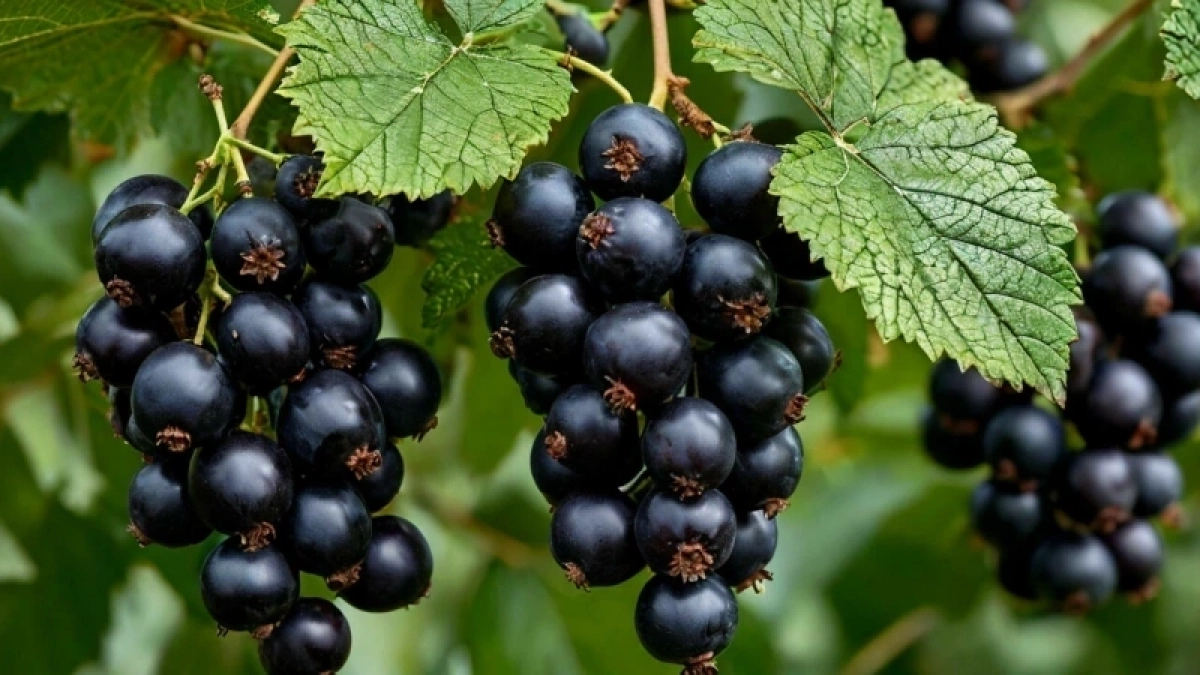 Смородина крупнее вишни, ягод видимо-невидимо: 4 секретных правила – рекомендует агроном