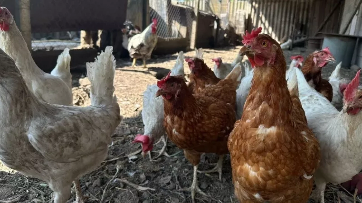 Куры теперь не в моде: теперь в деревнях держат только эту тихую и продуктивную птицу