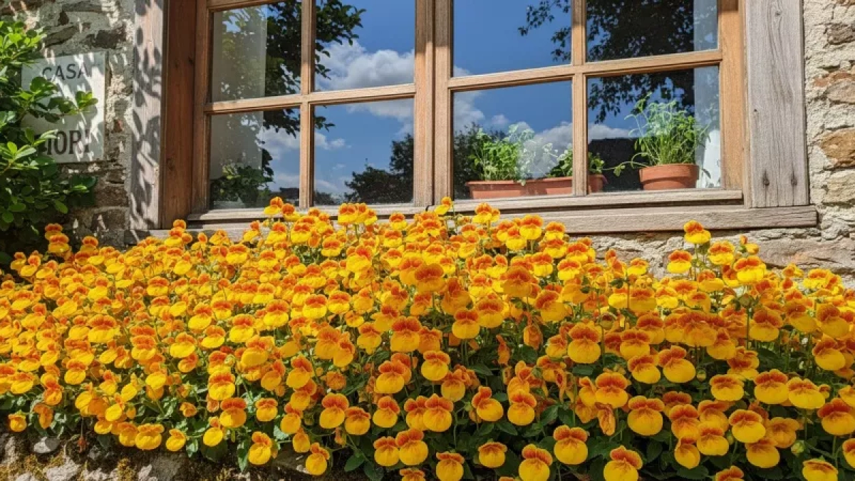 Петуния и бархатцы больше не в моде: теперь этот цветок украшает клумбу — радует с мая по октябрь