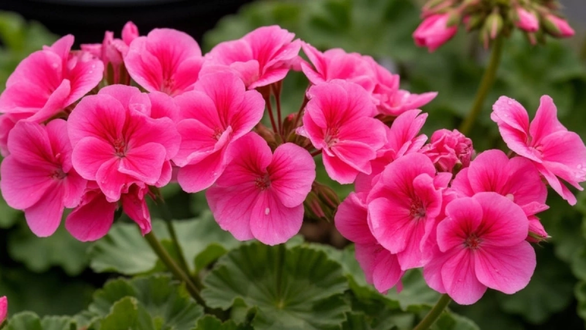 1 стакан на литр – и под корень: герань воздушнее сахарной ваты – не крупа, а кладезь микроэлементов