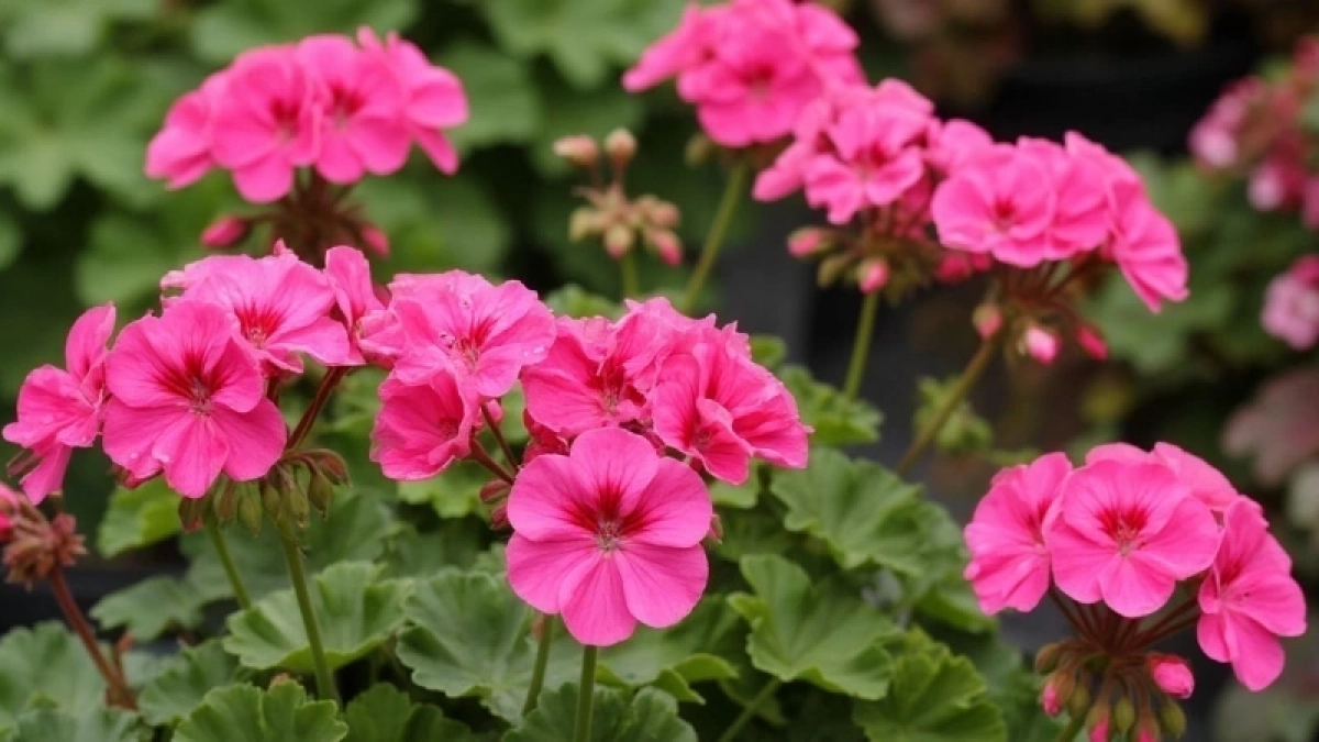 Бабка шепнула на базаре секрет — и дохлая герань превратилась в цветочного монстра: цветет как угорелая 365 дней в году