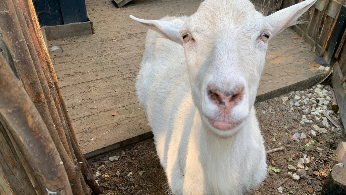 В отдаленных селах Иркутской области началась вакцинация скота