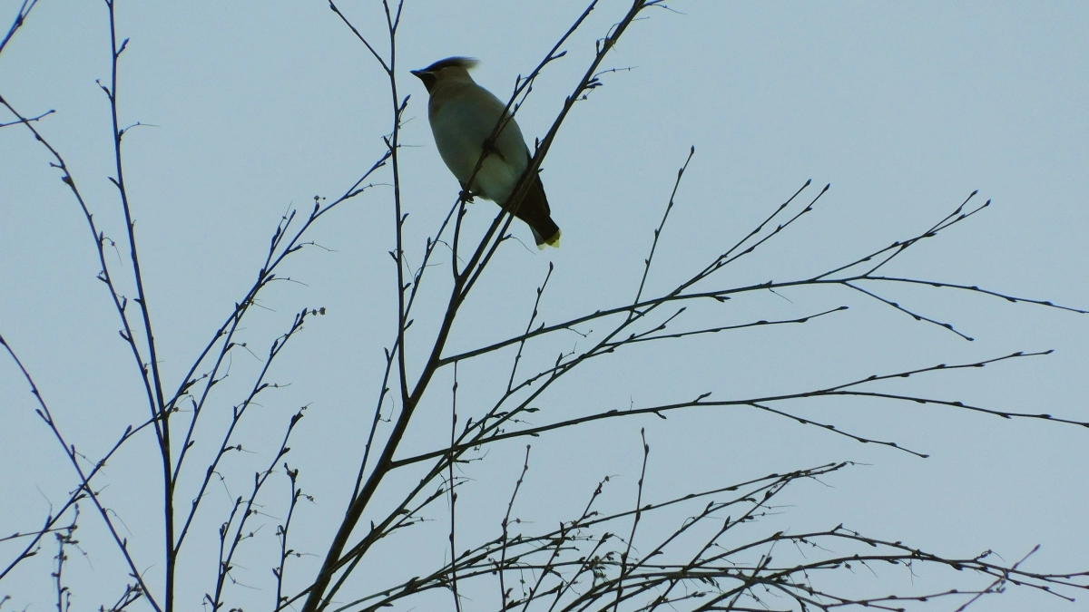 В Иркутской области ожидаются перепады температур и порывистый ветер: погода в регионе 23 марта