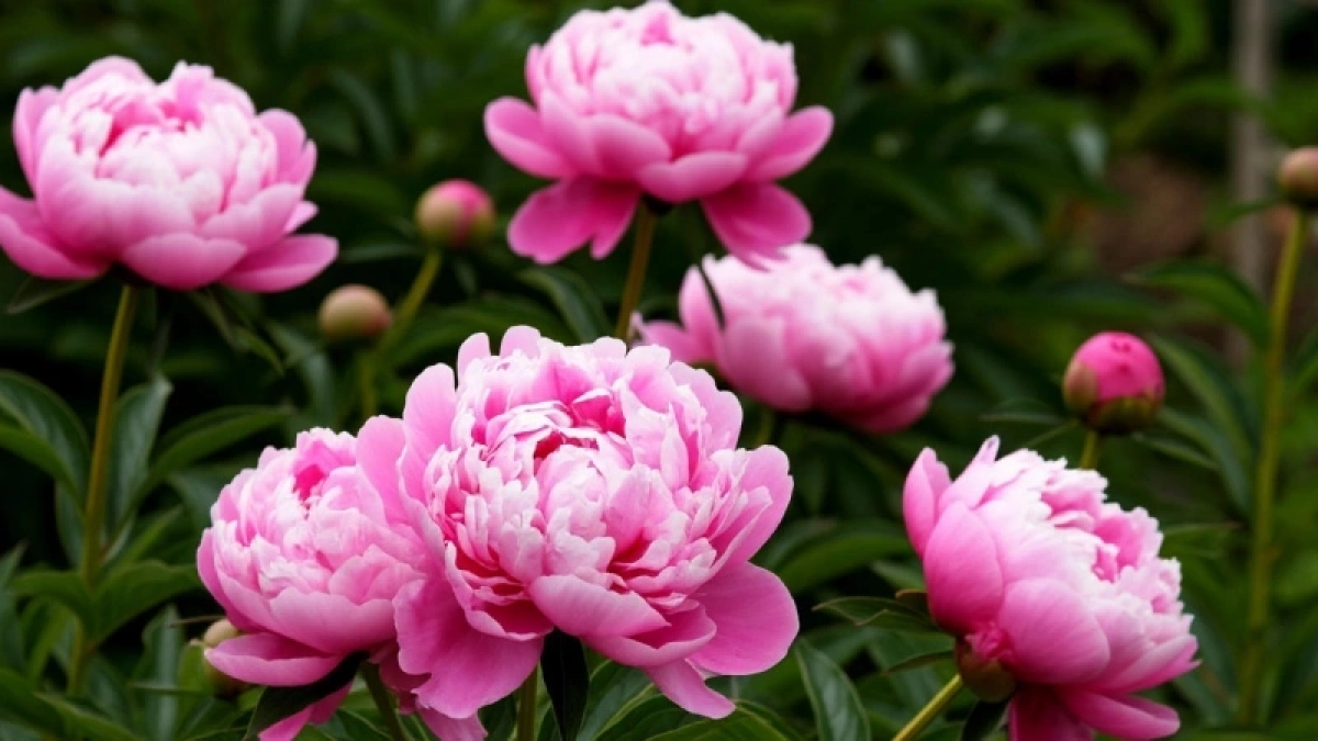 1 буханка — и пионы не узнать: так роскошно цветут, что соседи кусают локти от зависти