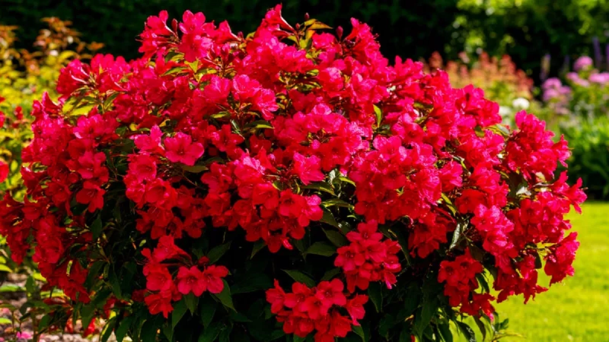 Титулованная красавица, которая цветёт с мая по октябрь: великолепный многолетник весь сезон украшает сад пышными алыми бутонами