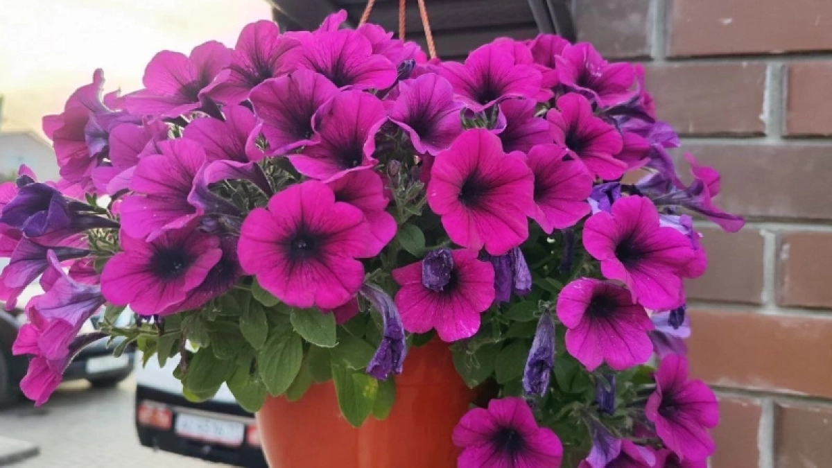 Вместо надоевшей петунии — непременно: посадите этот многолетник — цветы яркие, аромат на всю округу. Украшение дачи и сада