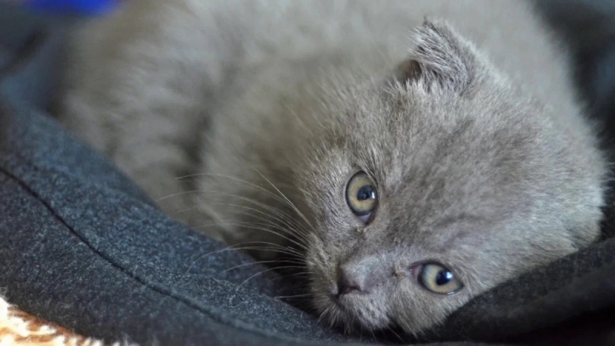 Сколько лет вашей кошке по-человечески — элементарный расчет