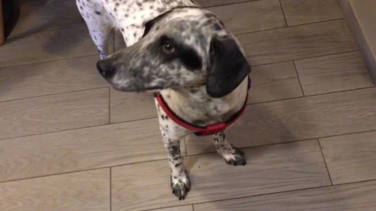 В Иркутской области собака в кафе покусала маленького ребенка и его мать