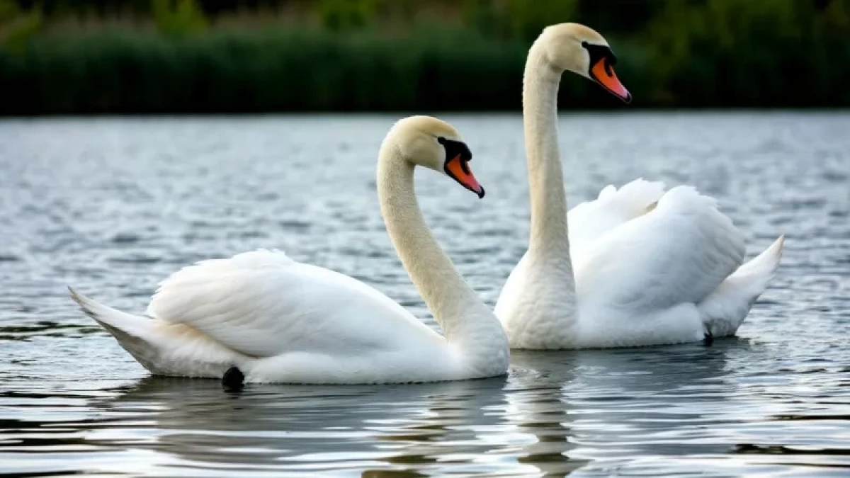 Почему охотники не едят лебедя, хотя в нем много мяса. Гусей же едят. Что не так с этой птицей