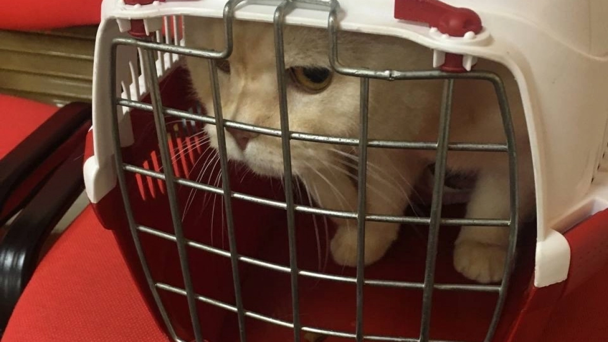 В Иркутской области ужесточили правила оборота лекарств для животных