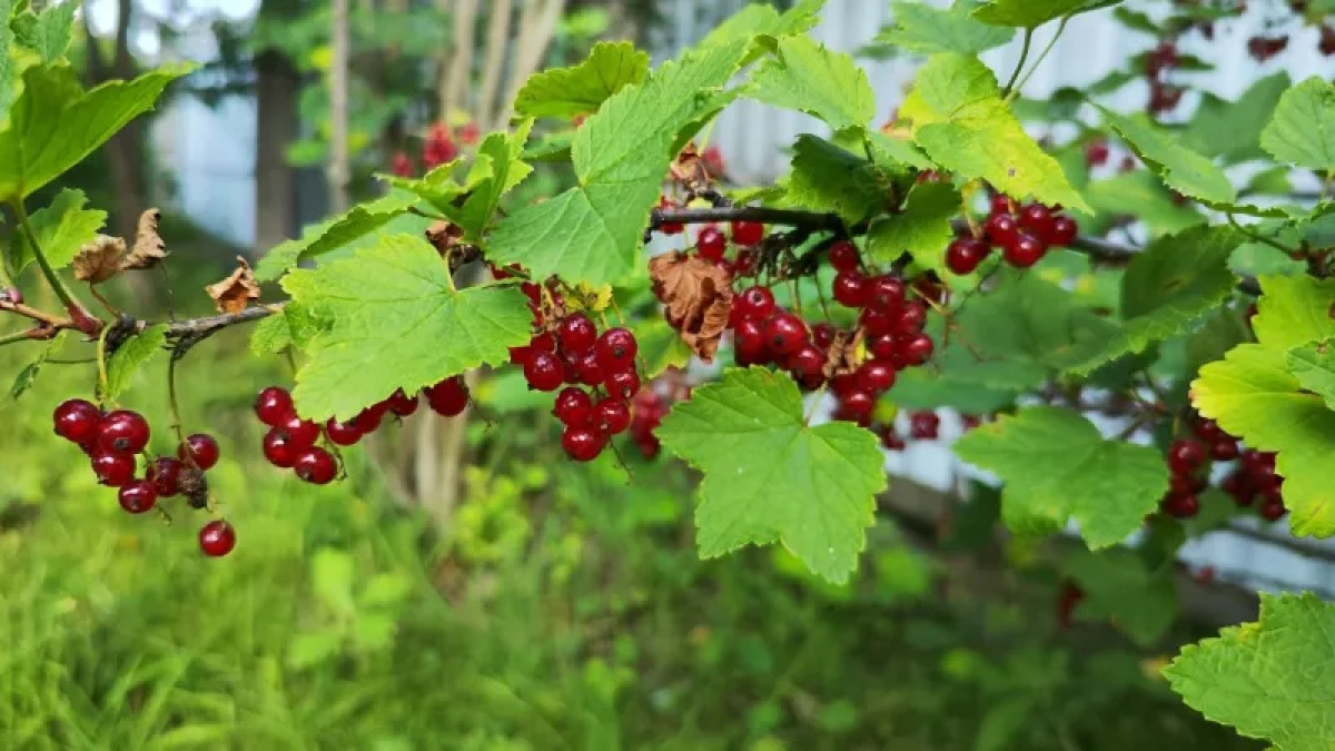1 горсть под смородину — и тля облетает в страхе стороной: ягоды вырастают сахарные, чистые, крупные, сочные
