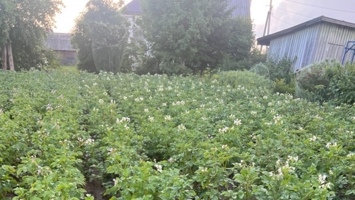 Секрет урожая в 140 ведер картофеля с сотки: почему традиционные методы больше не работают