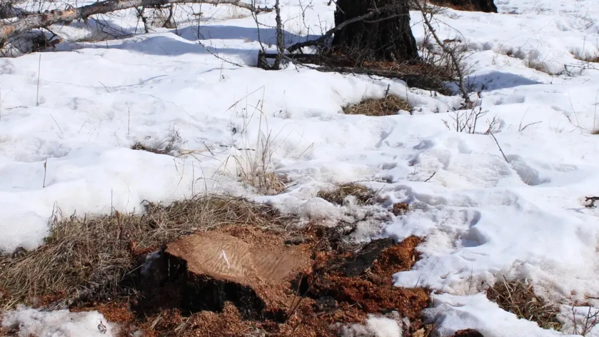 В Иркутской области задержали подозреваемого в незаконной вырубке леса