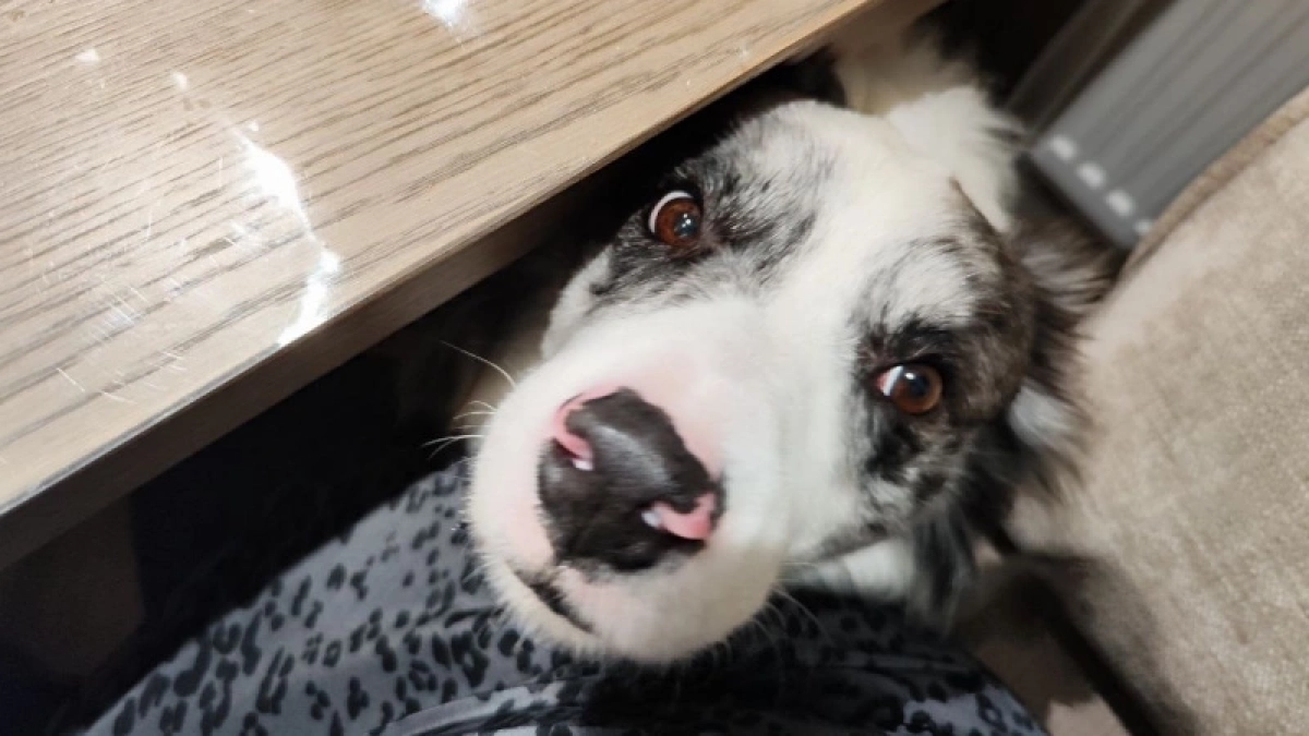 Эти породы собак слушаются с полуслова — идеальны для начинающих владельцев